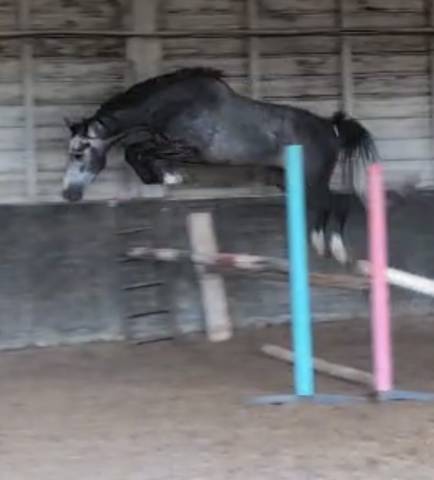 Caballo castrado KWPN Caballo de Deporte Neerlandés En venta 2022 Tordo