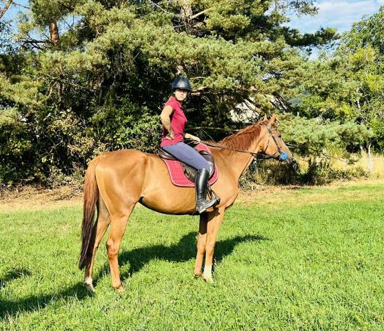 Caballo castrado Pura Sangre Inglés En venta 2019 Alazán