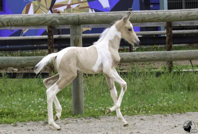 Potro Welsh Part Bred En venta 2025 Pío por KEIZERSKROON EDISON