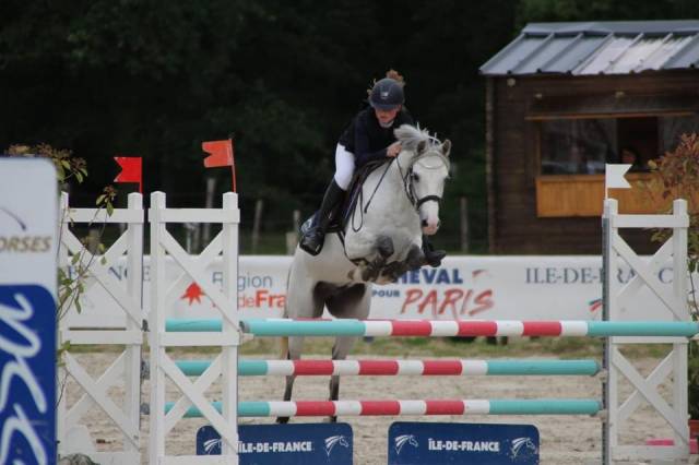 Caballo castrado PFS Poni Françés de Silla Préstamo 2011 Tordo