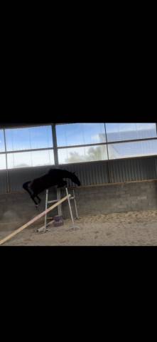 Yegua Silla Francés En venta 2022 Bayo