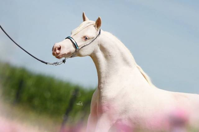 Semental American Walking En venta 2024 Cremello por PANDORAS GOLD ROCKETMAN