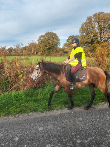 Yegua Origine Constatée En venta 2022 Tordo por Amadeo de Ruyer (Lus)