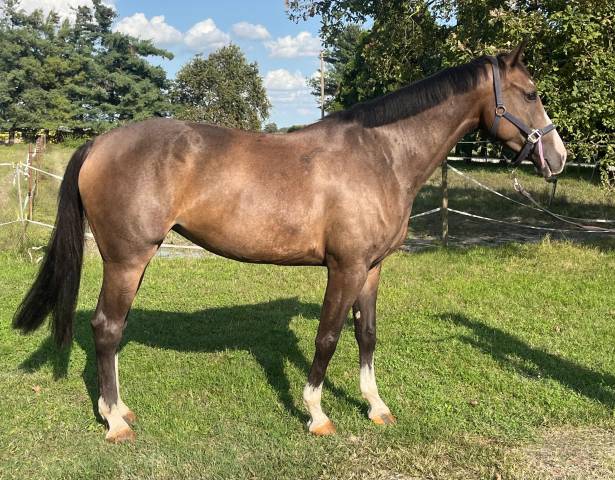 Yegua de ganadería Cheval de Selle Italien En venta 2018 Bayo por Ustionov