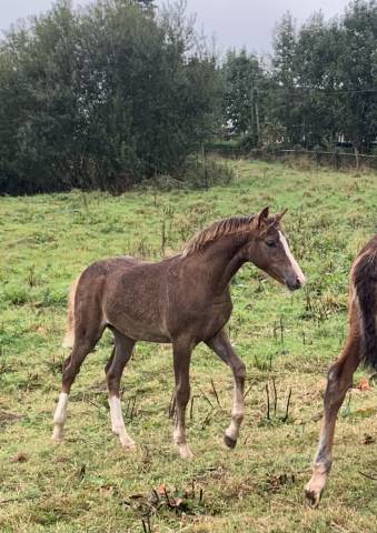Potranca PFS Poni Françés de Silla En venta 2025 Alazán tostado por Very star kerveyer