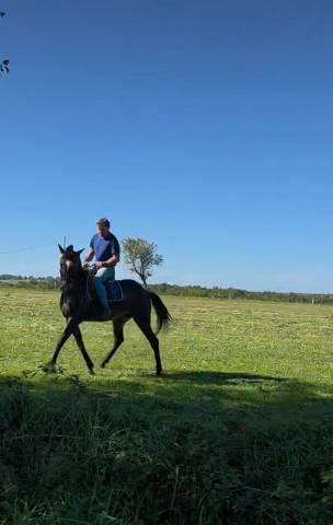 Caballo castrado Trotón Francés En venta 2020 Negro