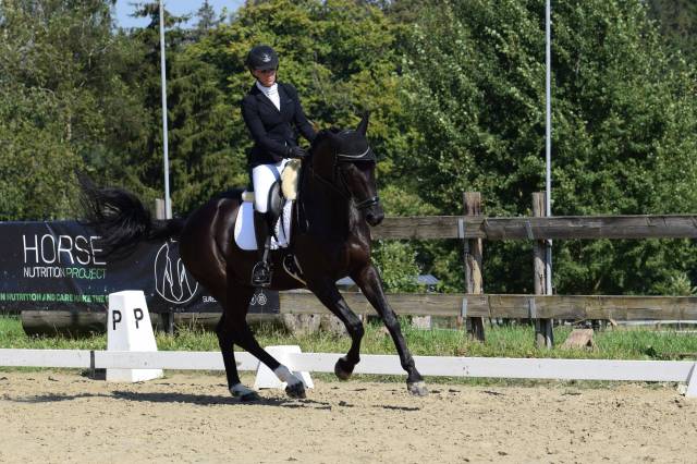 Caballo castrado Oldenburgués En venta 2016 Negro por don juan de hus