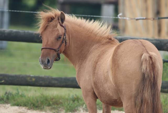 Potranca Shetland En venta 2024 Dun por HIP HIP HIP DES ISLES