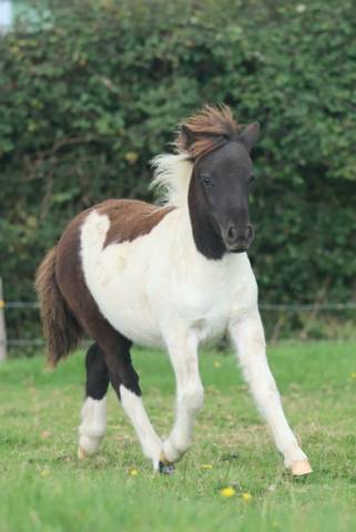 Potranca Shetland En venta 2025 Pío por Fly dream des isles