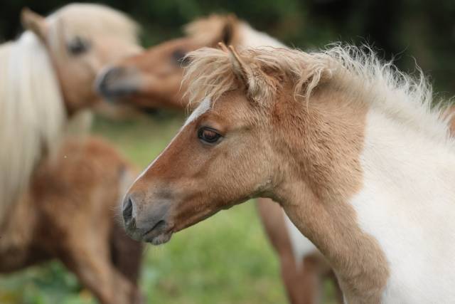 Potranca Shetland En venta 2025 Dun por ICE TEA OF FAIRY OAK
