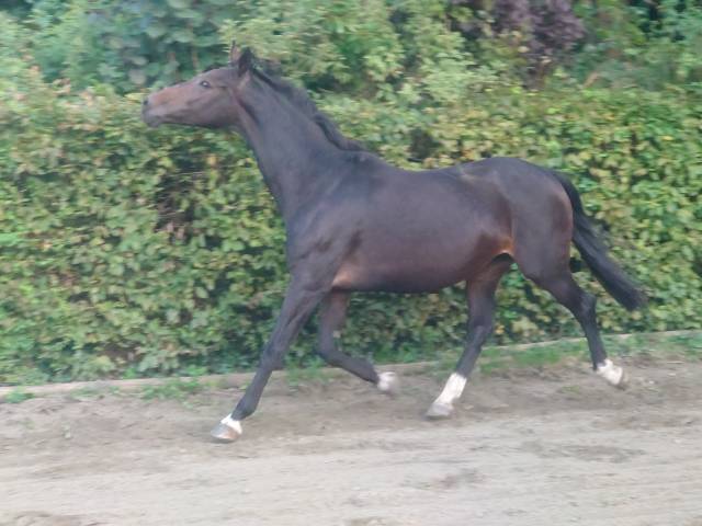 Yegua BWP Caballo de Sangre Belga En venta 2009 Bayo por QUALITY