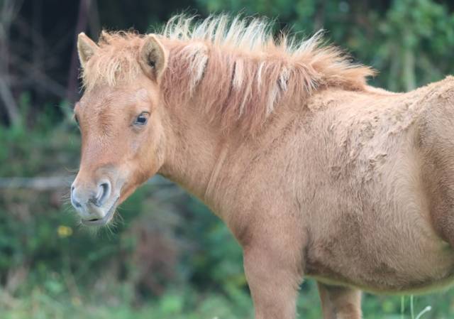 Potranca Shetland En venta 2025 Dun por HIP HIP HIP DES ISLES