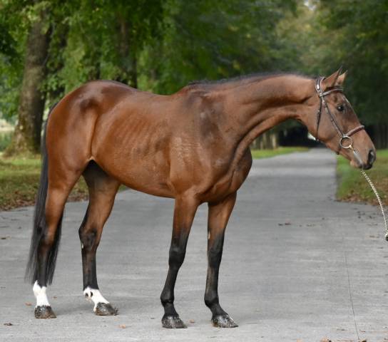 Yegua BWP Caballo de Sangre Belga En venta 2021 Bayo