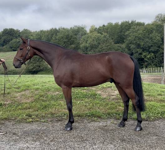 Caballo castrado Zangersheide En venta 2021 Bayo moreno