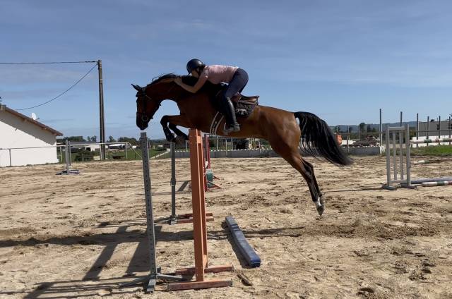 Caballo castrado Zangersheide En venta 2020 Bayo