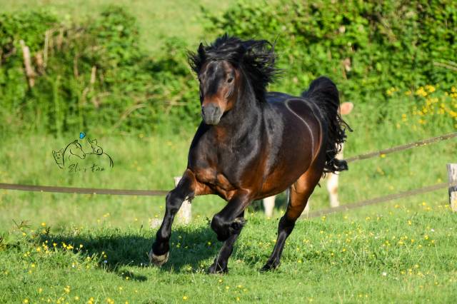 GIDEON DE LA MALLE - Dartmoor 2016 por Shilstone Rocks RIGADOON (GB)