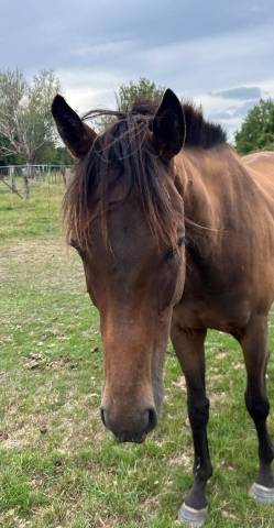 Caballo castrado Pura Sangre Inglés En venta 2020 Bayo moreno
