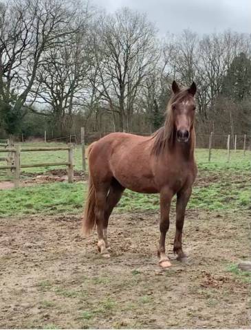 Caballo castrado Media Sangre Arabe En venta 2022 Bayo moreno por Grafick des sources