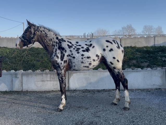 Yegua AES Anglo European Studbook En venta 2022 Appaloosa