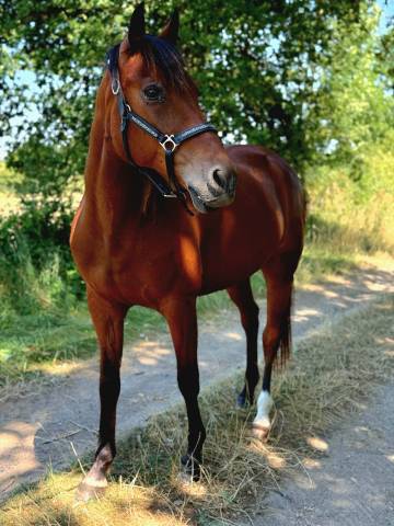 Caballo castrado Trotón Francés En venta 2011 Bayo