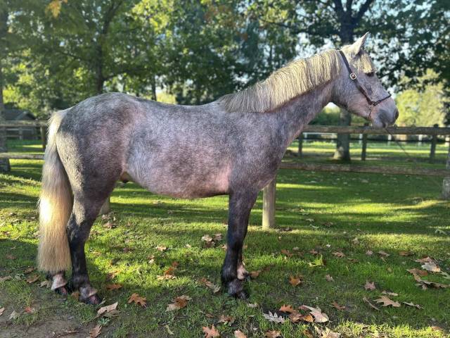 Caballo castrado Connemara En venta 2022 Tordo