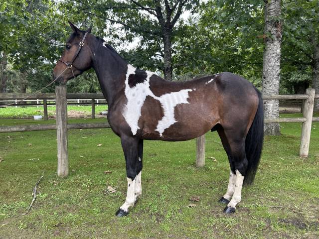 Caballo castrado Origen No Constatado En venta 2022 Pío