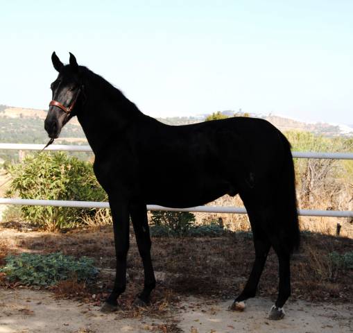 POTRO NEGRO PRE