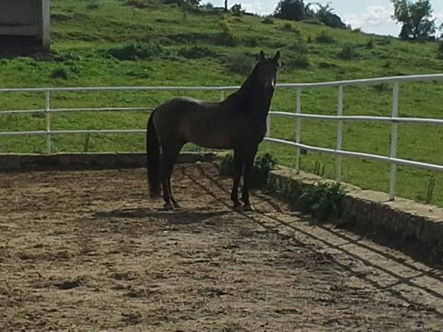 Caballos PRE
