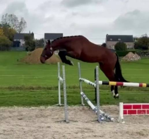 Semental BWP Caballo de Sangre Belga En venta 2022 Bayo