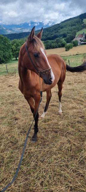 Potranca Akhal Teke En venta 2024 Bayo por Karar