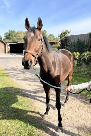 Caballo castrado AQPS En venta 2017 Bayo