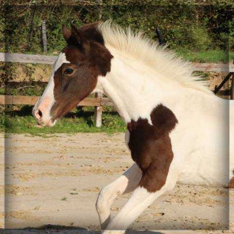 Potro Silla Francés En venta 2025 Pío por ROCCOSSIFRED