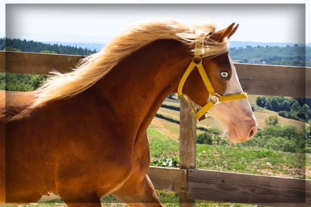 Caballo entero Welsh Poni (Sección D), Welsh Cob  En venta 2024 Alazán por Easy Boy de Maïka
