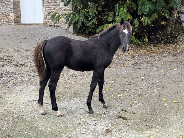 Potranca PFS Poni Françés de Silla En venta 2025 Bayo moreno por Very star kerveyer