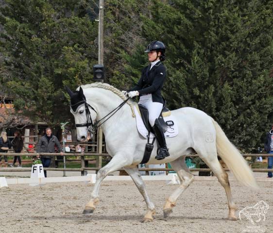 Caballo PRE de Doma Clásica