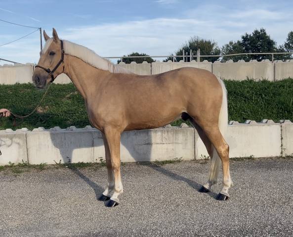 Caballo castrado Caballo de Deporte Irlandés En venta 2022 Palomino