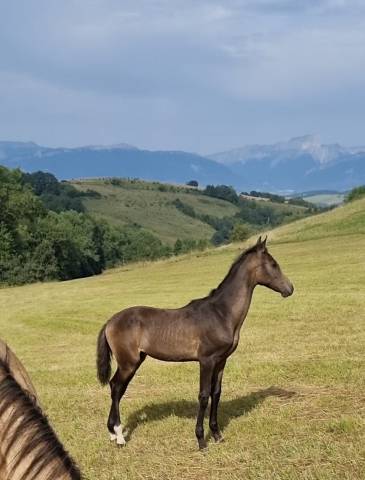 Potranca Akhal Teke En venta 2024 Otra capa por Kemput