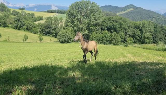 Potranca Akhal Teke En venta 2024 Otra capa por Kemput