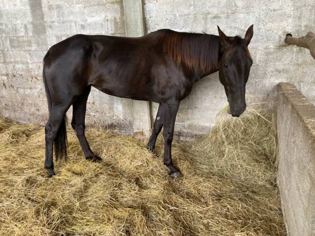 Yegua Silla Francés En venta 2018 Bayo moreno por KENOR DE COSSE