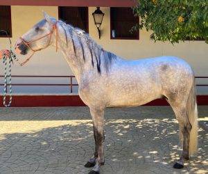 Caballo entero PRE Pura Raza Española En venta 2022 Tordo