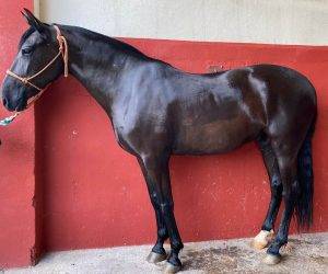 Yegua PRE Pura Raza Española En venta 2013 Negro