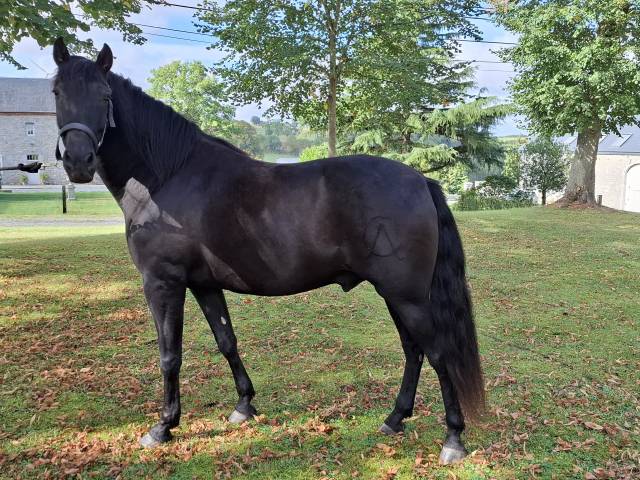 Caballo castrado PRE Pura Raza Española En venta 2018 Negro por coqueto