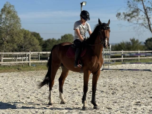 Caballo castrado Silla Francés En venta 2021 Bayo