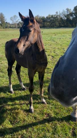 Potro Origine Constatée En venta 2025 Bayo moreno