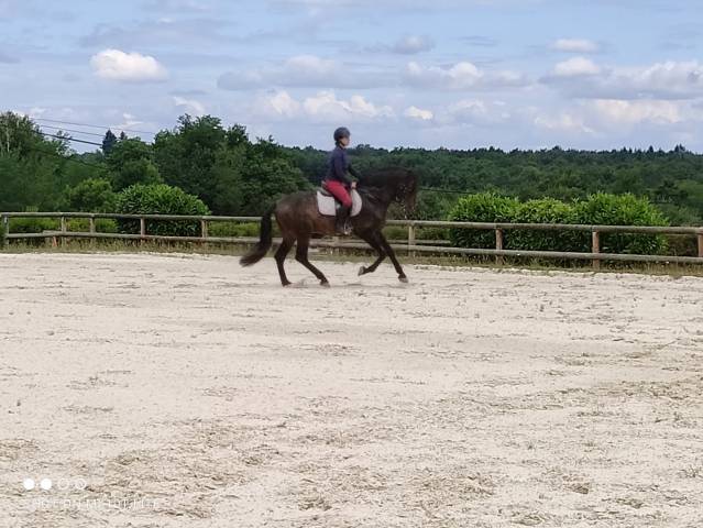 Semental PRE Pura Raza Espa&ntilde;ola En venta 2016 Bayo