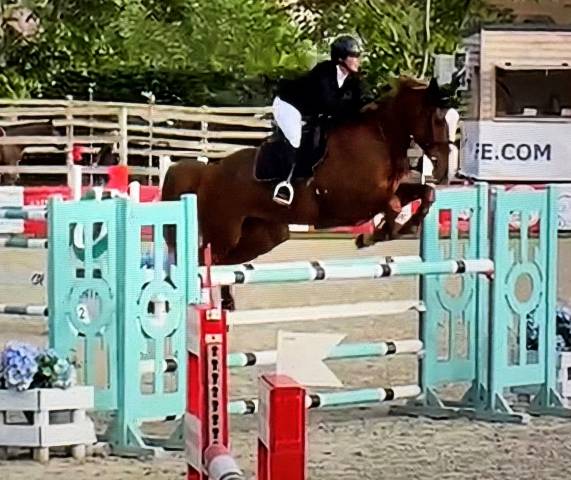 Yegua Silla Franc&eacute;s En venta 2016 Alaz&aacute;n por Cartoon Z