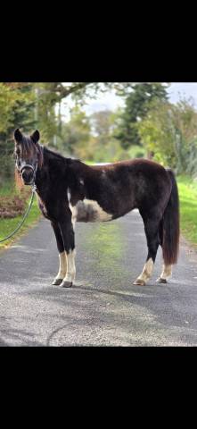 Yegua Connemara En venta 2006 Pío