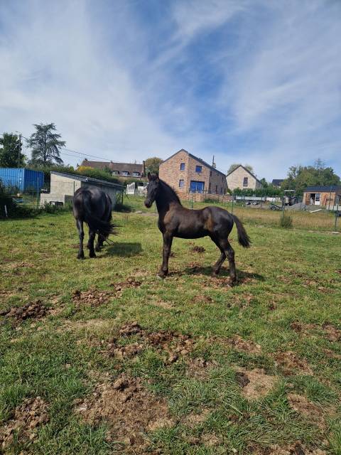 Potro Frisón En venta 2024 Negro