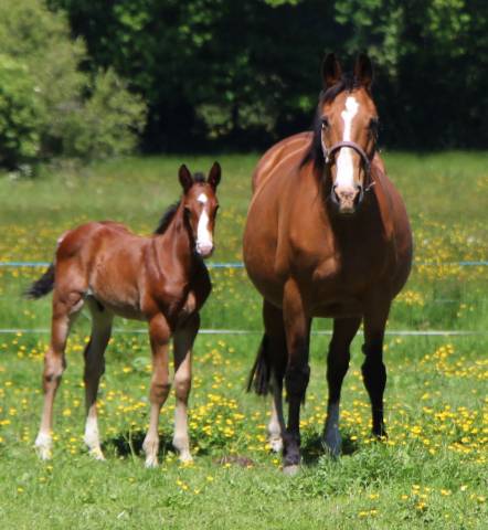Potro Silla Francés En venta 2025 Bayo