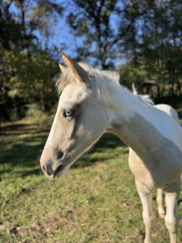 Potro PFS Poni Françés de Silla En venta 2025 Pío